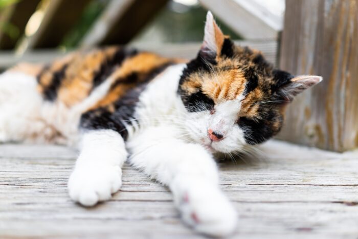 Osteoarthritis in cats and dogs