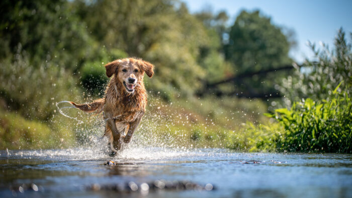 Summer water safety for dogs