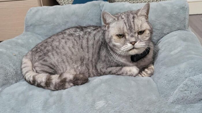 Don’t Let Silent Pressure Harm Your Cat!