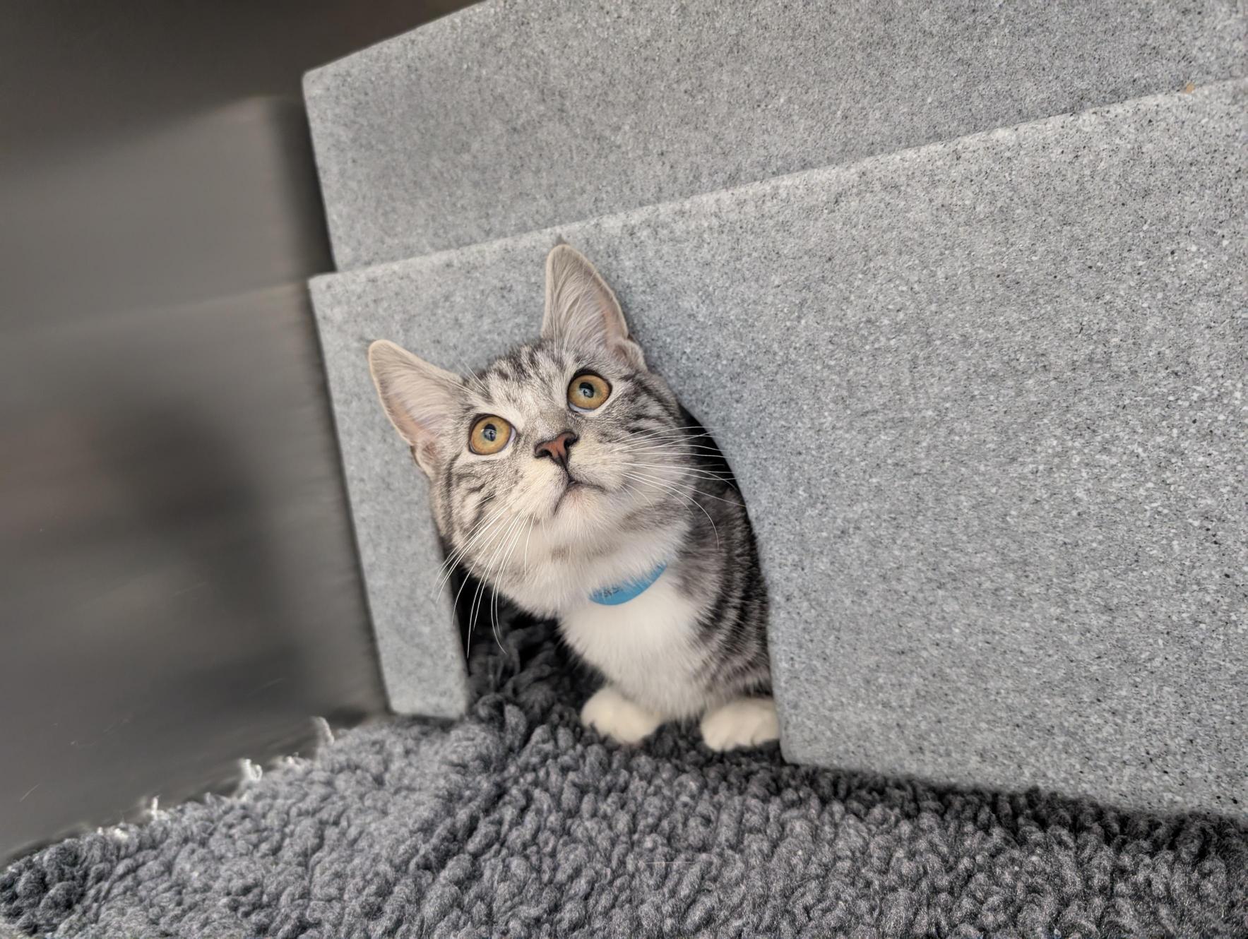Cat Friendly Clinic at Whiskers
