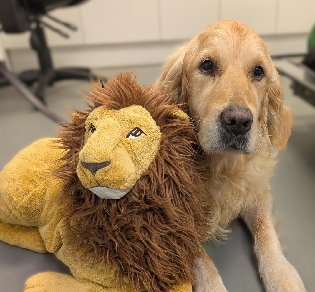 Dog-Friendly Clinic at Whiskers