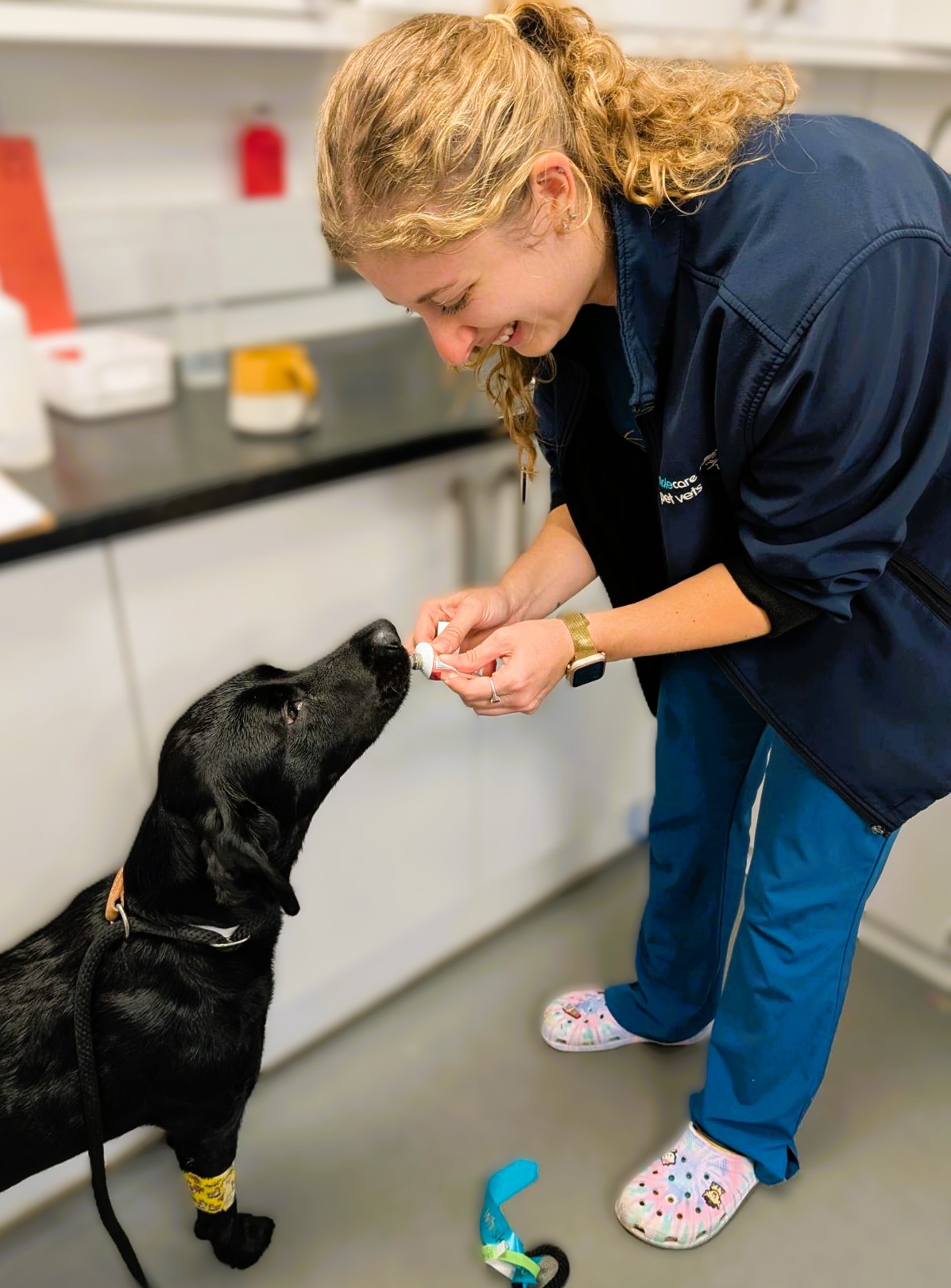 Why dog friendly care matters