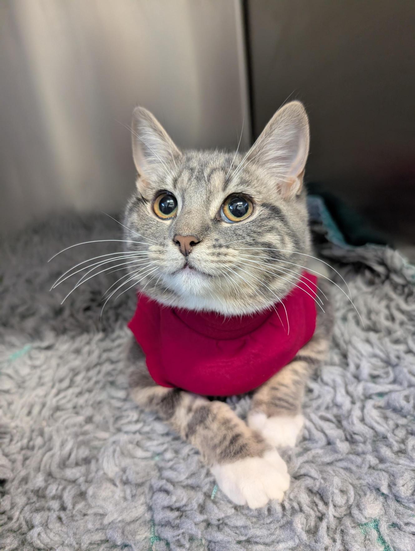 Neutering at Whiskers