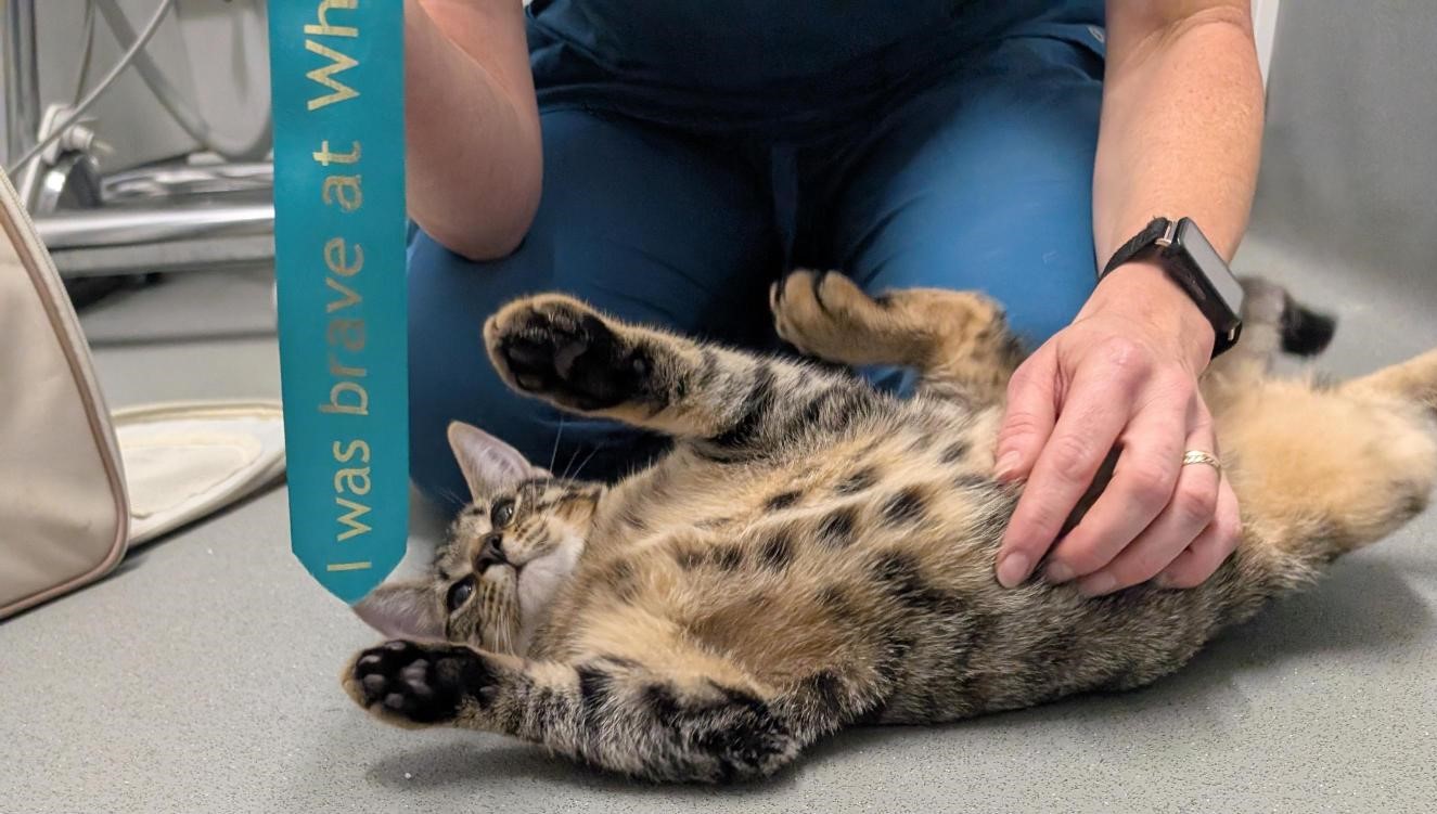 Neutering & Surgical Care