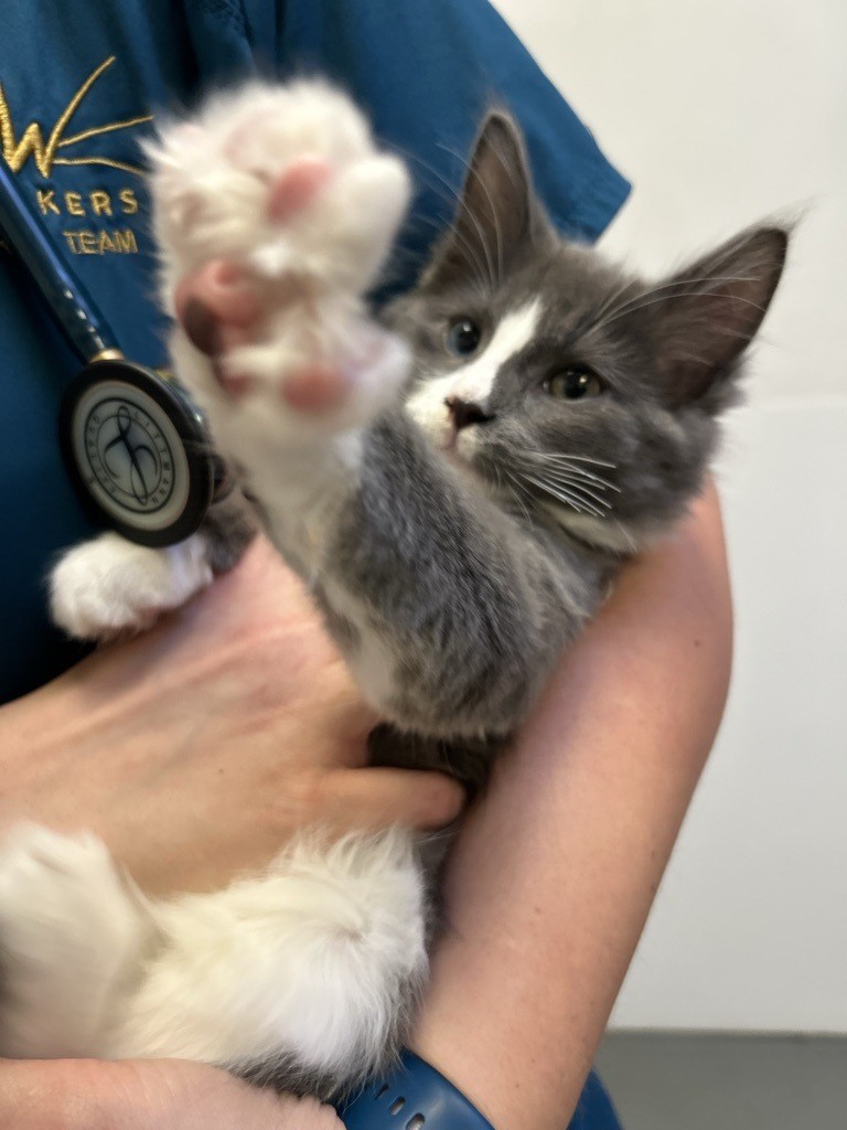 A better visit starts at Whiskers