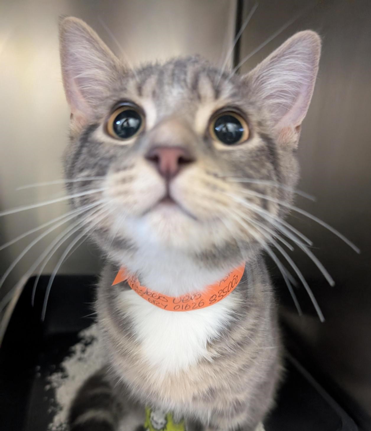 Vet diagnostic imaging at Whiskers