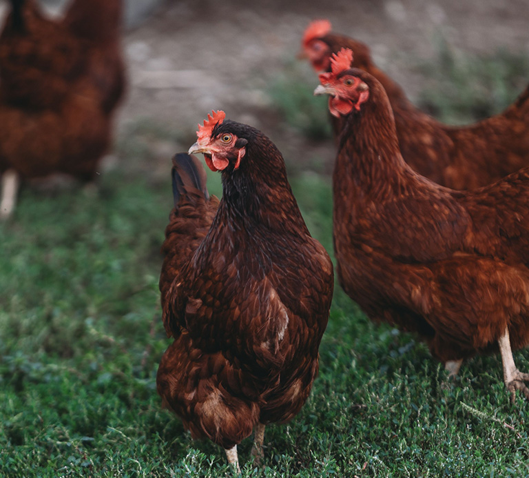 Chicken Friendly Practice