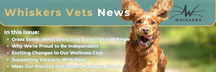 Whiskers Vets Summer Newsletter